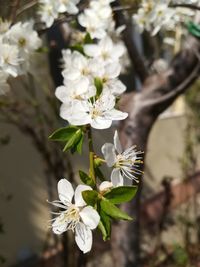 Close-up of white flowering plant