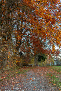 View of autumnal trees