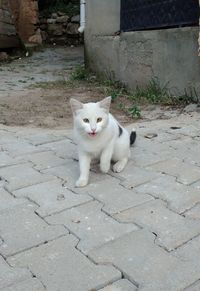 Portrait of cat sitting on cobblestone