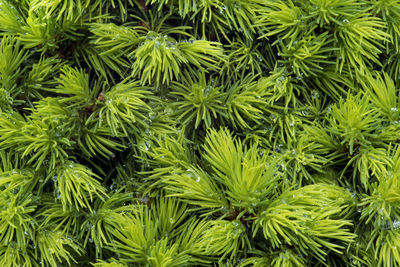 Full frame shot of green leaves