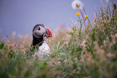 Puffin perching on field