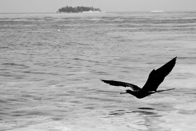 Seagulls flying over sea