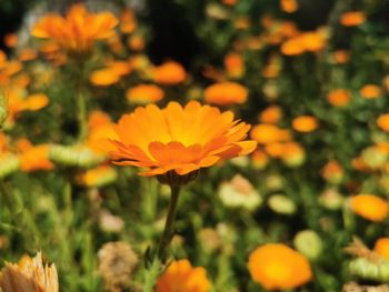 Close-up of orange flower growing on field