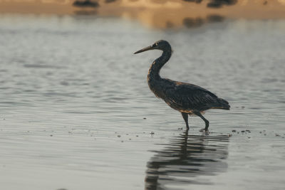 Side view of a bird in water