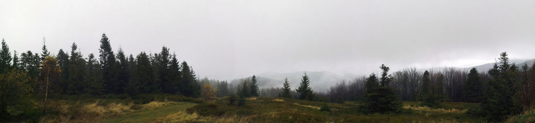 Panoramic view of pine trees in forest against sky