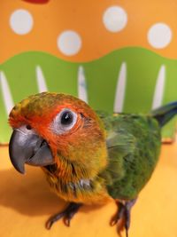 Close-up of parrot perching