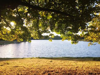 Scenic view of sea by trees in park