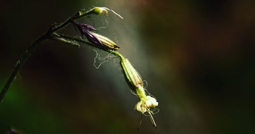 Close-up of insect on plant