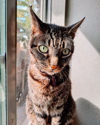 Close-up portrait of a cat