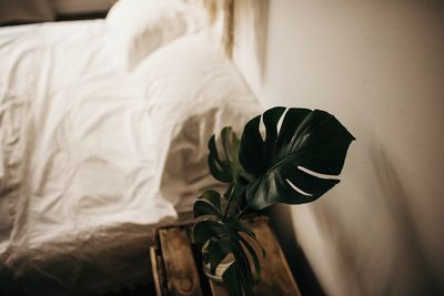 Close-up of white rose on bed at home