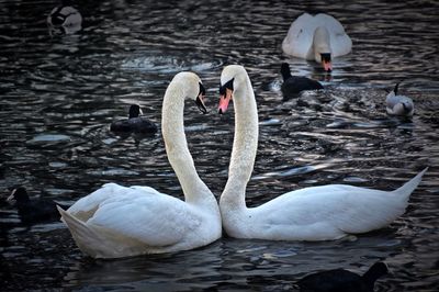 Swans swimming in lake