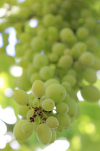 Close-up of grapes growing on tree