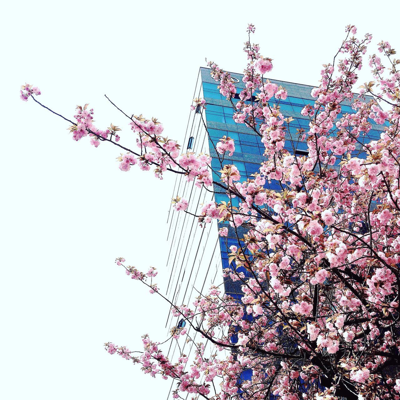 nature, growth, tree, branch, sky, low angle view, clear sky, beauty in nature, freshness, outdoors, no people, day, fragility, close-up, flower