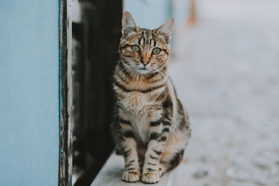 Portrait of cat sitting outdoors