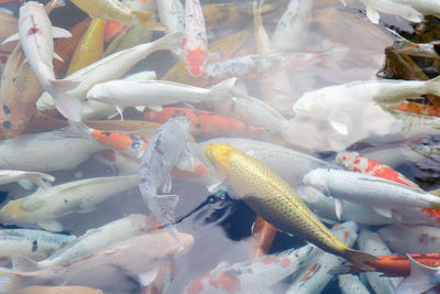 High angle view of koi fish in sea