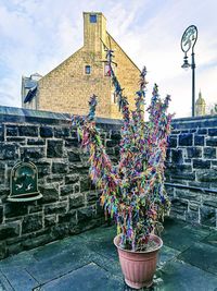 Potted plant by staircase against building