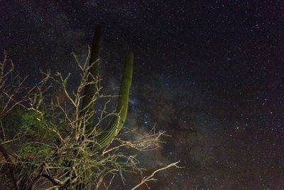 Low angle view of starry sky