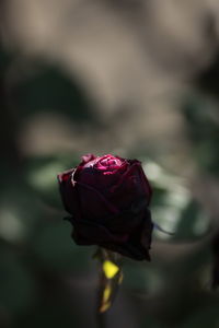 Close-up of red rose