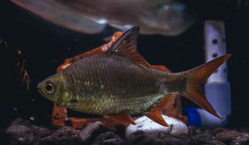 Close-up of fish swimming in aquarium