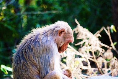 Close-up of monkey with infant