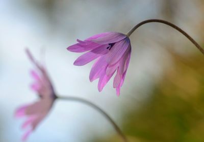 Close-up of pink flower