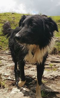 Close-up of dog on field