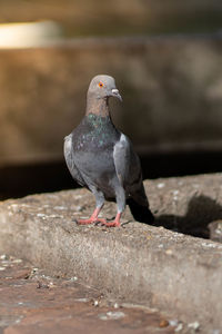 Close-up of pigeon perching