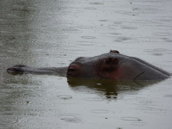 Portrait of a turtle swimming in water