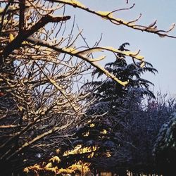 Low angle view of bare trees against sky