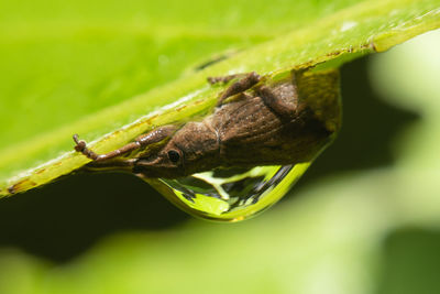 Close-up of insect on leaf