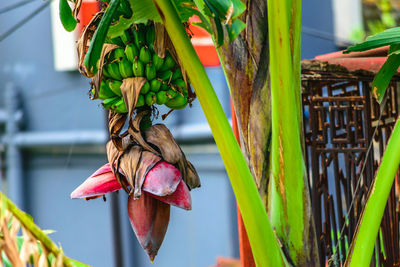 Close-up of banana on leaves