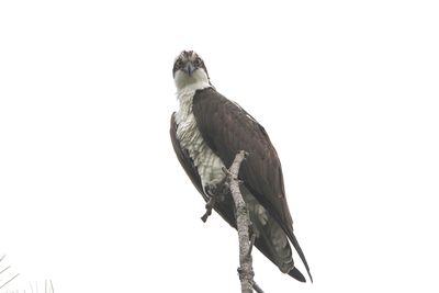 Low angle view of eagle perching on plant against sky