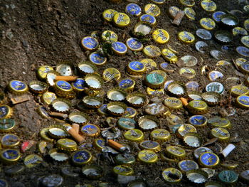 High angle view of shells on rock