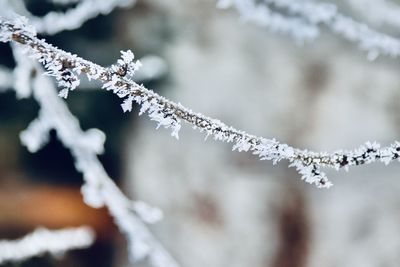 Close-up of frozen branch