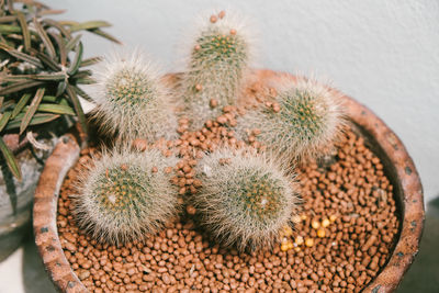 Close-up of cactus in potted plant