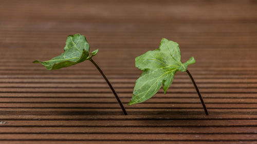 Close-up of green leaves on table