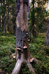 View of pine tree trunk in forest