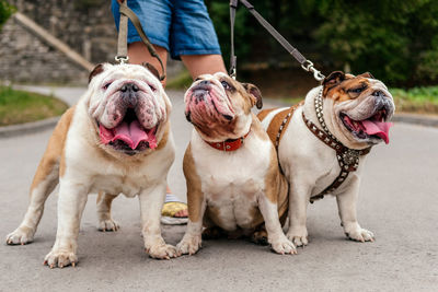 Portrait of dogs sitting on table