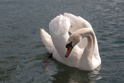 The beauty of a swan in a dance during a love period in a lake