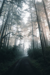 Low angle view of trees in forest