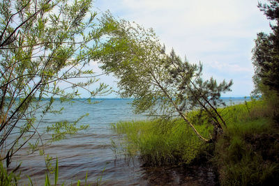 Scenic view of lake and green landscape against sky