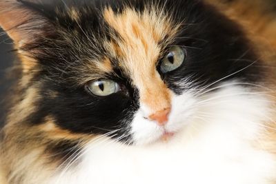 Close-up portrait of a cat