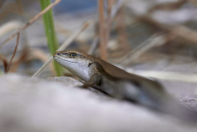 Close-up of lizard