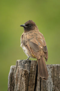 Yellow-vented bulbul on wooden post turning head