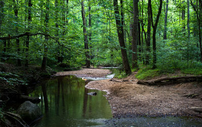 Scenic view of forest