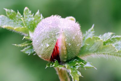 Close-up of wet flower bud