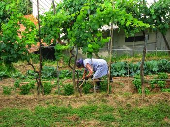 Man working in farm