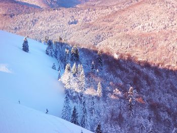 High angle view of frozen trees