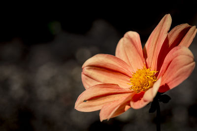 Close-up of orange day lily blooming outdoors