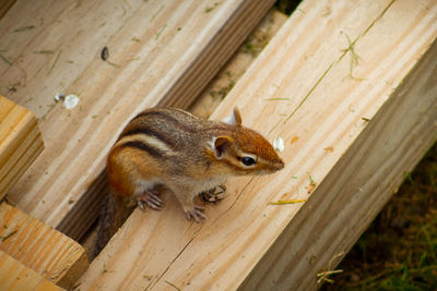 High angle view of squirrel on wood